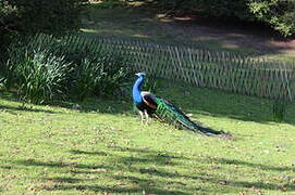 Indian Peafowl