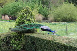 Indian Peafowl