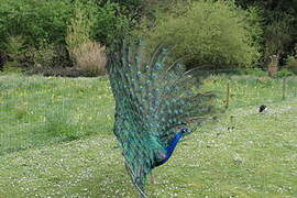 Indian Peafowl