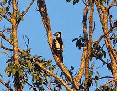 Great Spotted Woodpecker