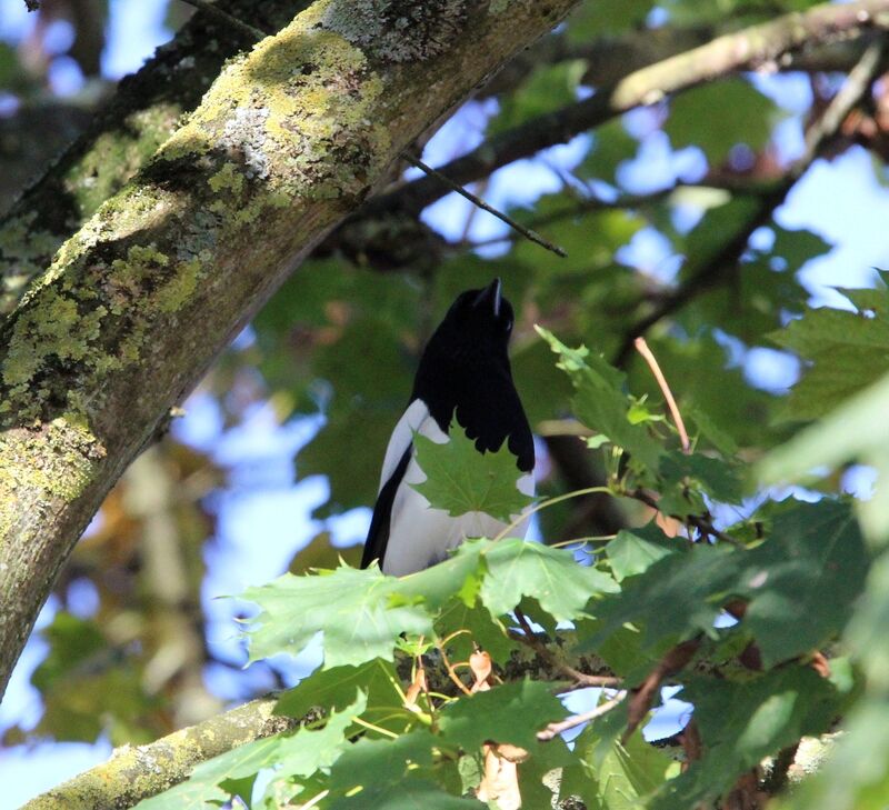 Eurasian Magpie