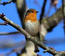 European Robin