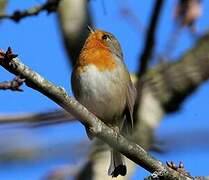 European Robin