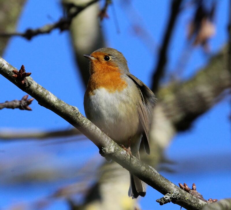 European Robin