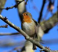 European Robin