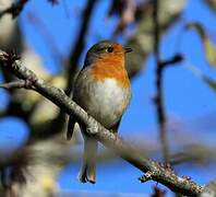 European Robin