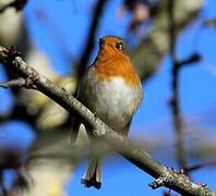 European Robin