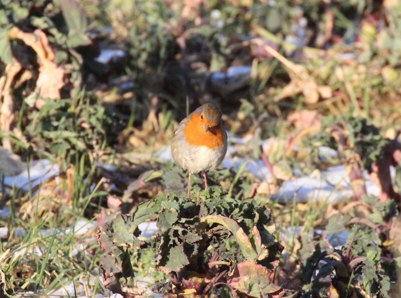 European Robin