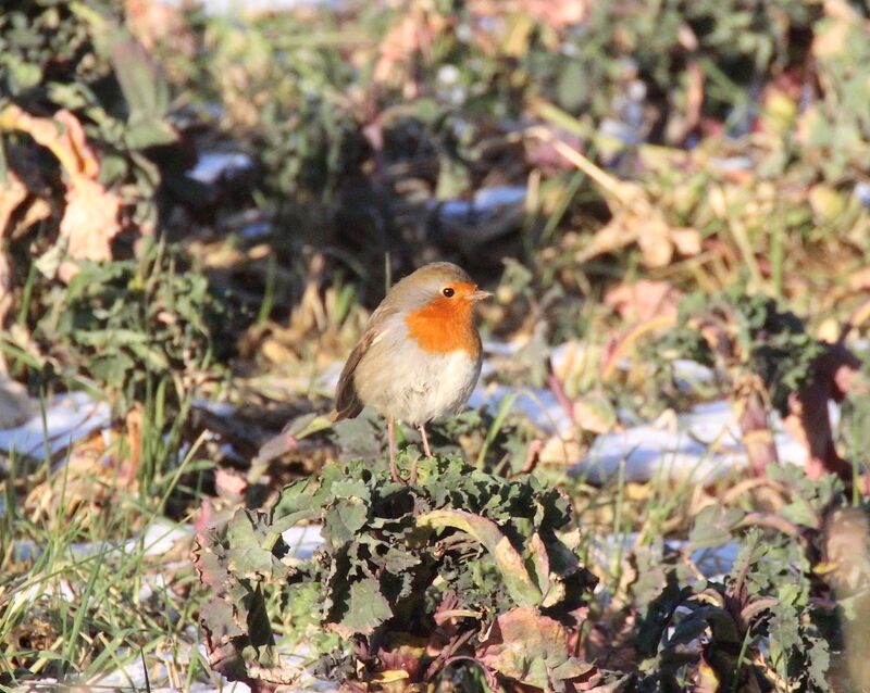 European Robin