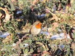 European Robin