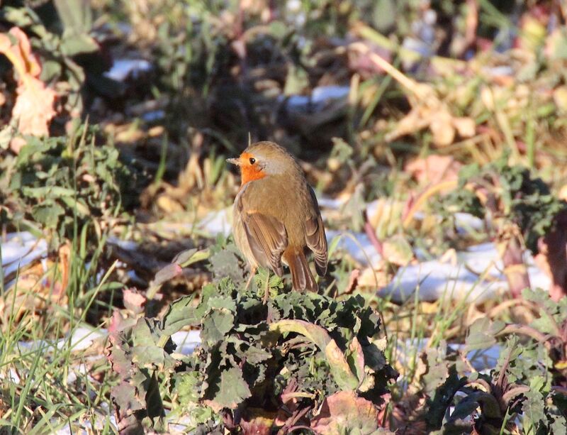 European Robin