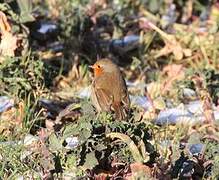 European Robin