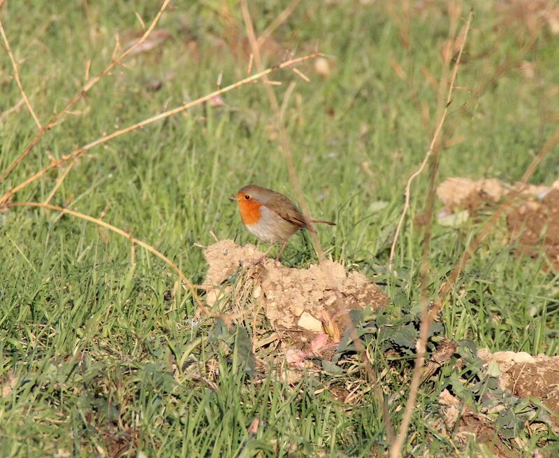 European Robin