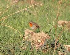 European Robin