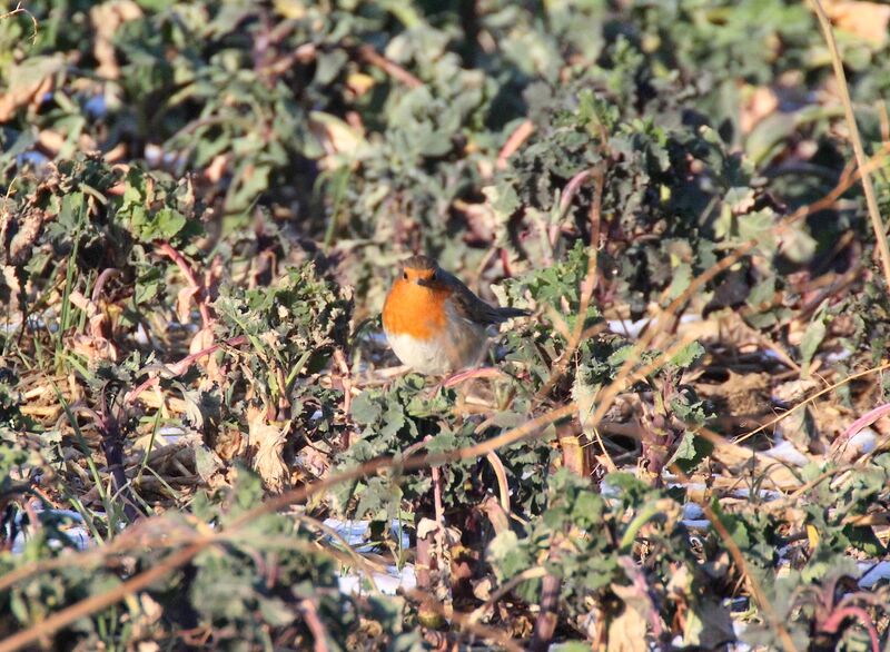 European Robin