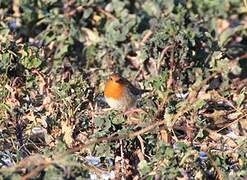 European Robin