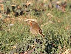 European Robin