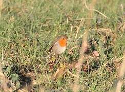 European Robin