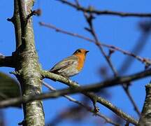 European Robin