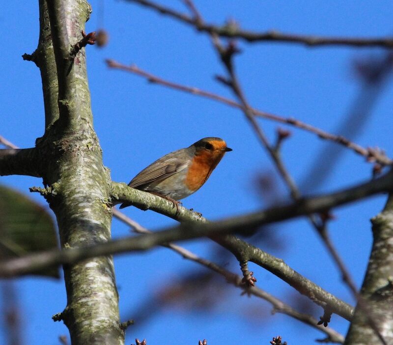 European Robin