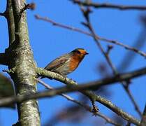 European Robin