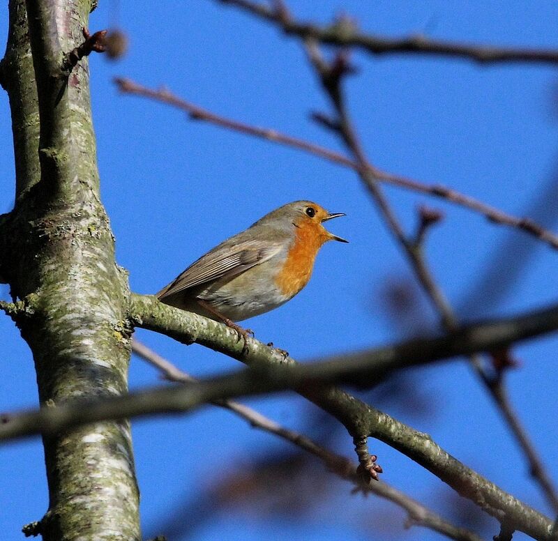 European Robin