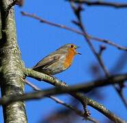 European Robin