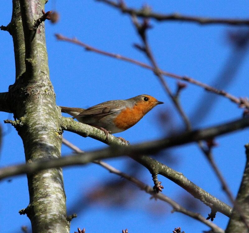 European Robin