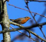 European Robin