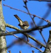 European Robin