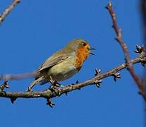 European Robin