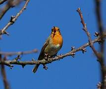 European Robin