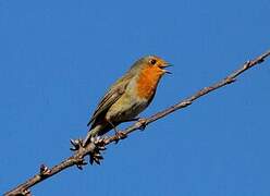 European Robin