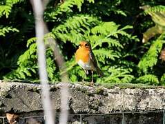 Rougegorge familier