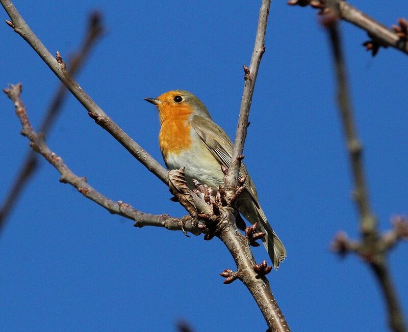 European Robin