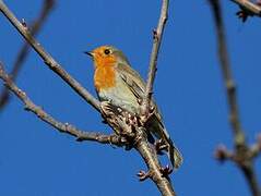 European Robin