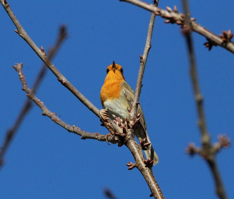 European Robin