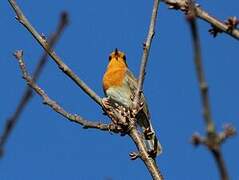 European Robin