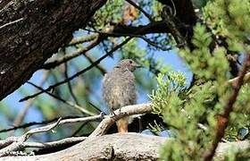 Black Redstart