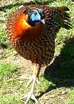 Tragopan de Temminck