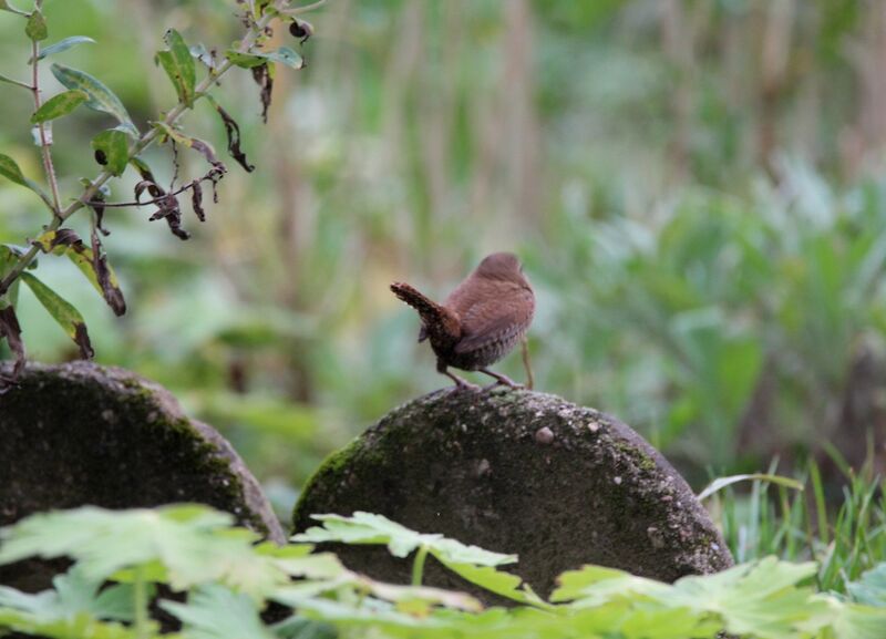 Eurasian Wren