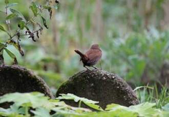 Troglodyte mignon