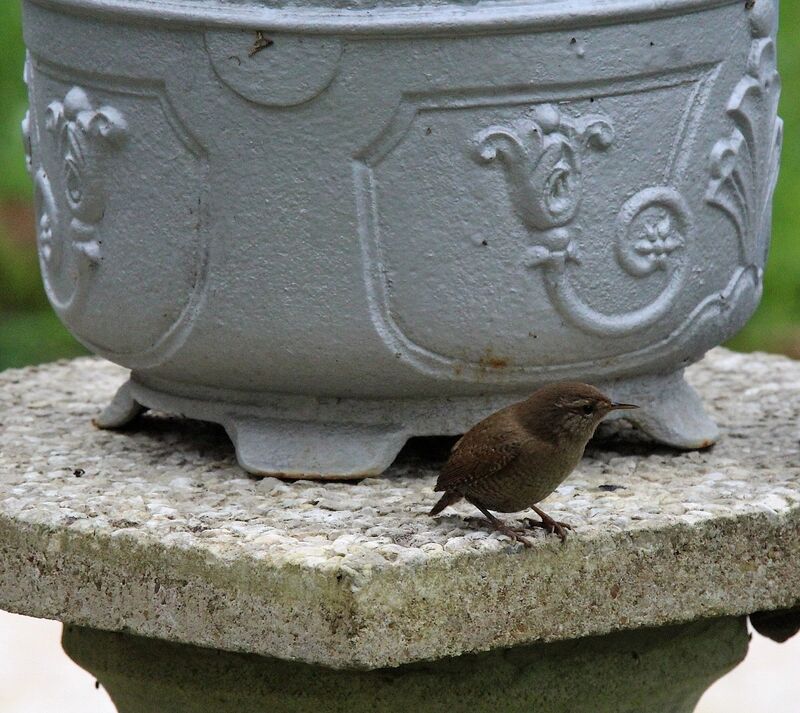 Eurasian Wren