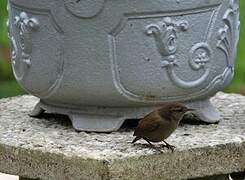 Eurasian Wren