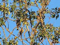 European Greenfinch