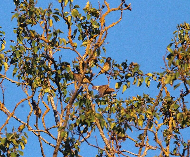 European Greenfinch