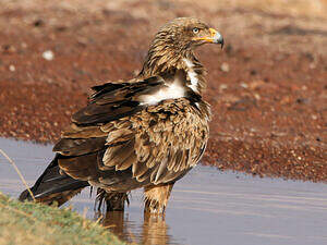 Aigle ravisseur