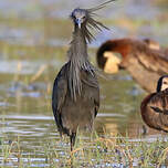 Aigrette ardoisée