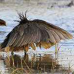 Aigrette ardoisée