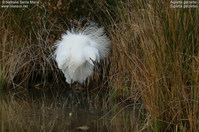 Aigrette garzette